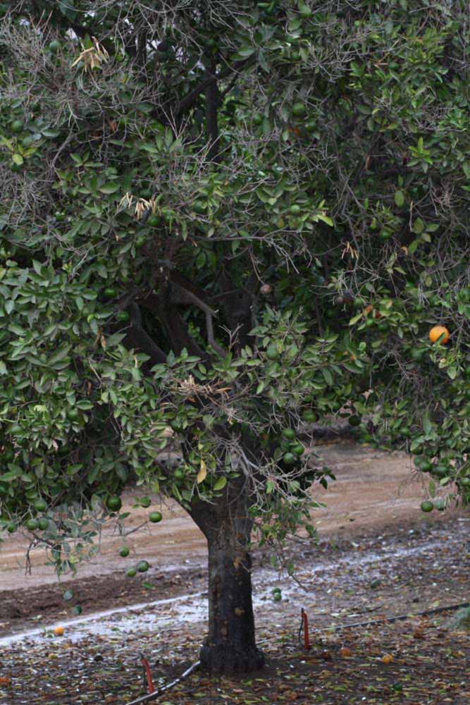            Habit (Riverside, CA)   